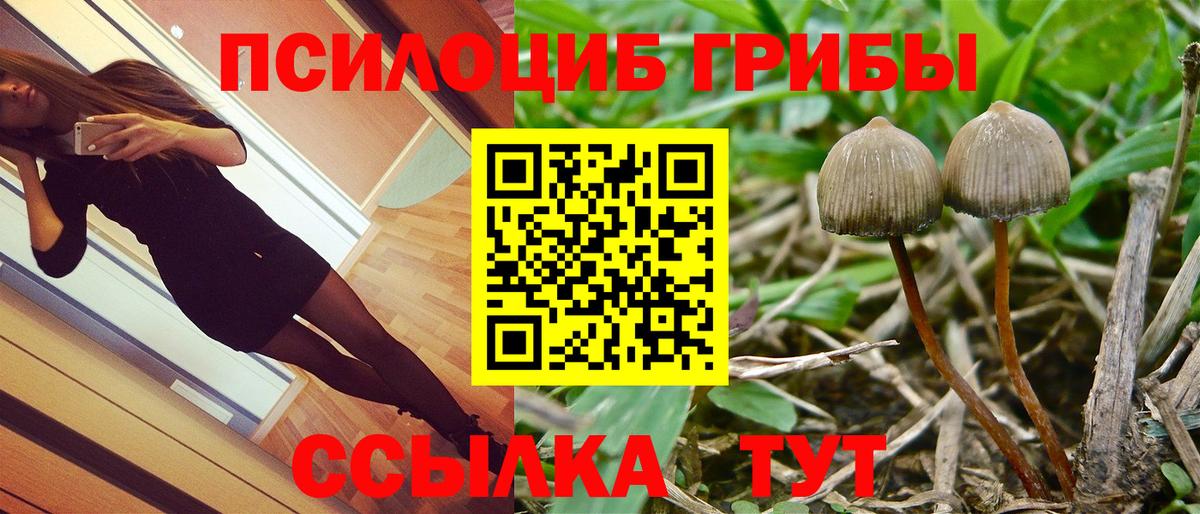 Богданович  Галлюциногенные грибы прущие грибы  закладка  Вход с VPN  Псилоцибиновые грибы Magic Shrooms 